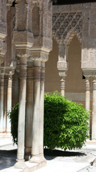 lion court